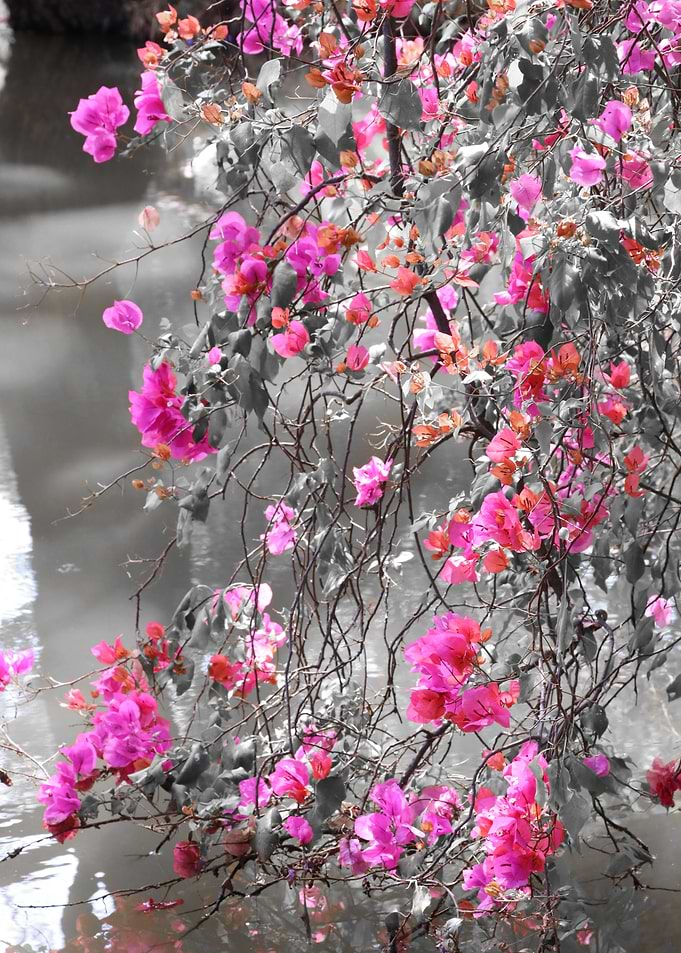 Bougainvillea ck 3856