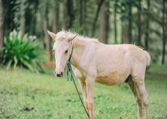 white grass horse