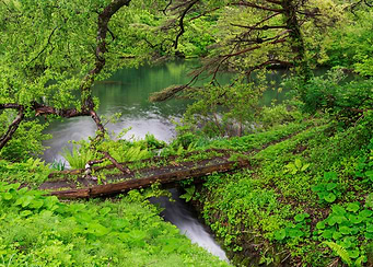 Small bridge with flowing