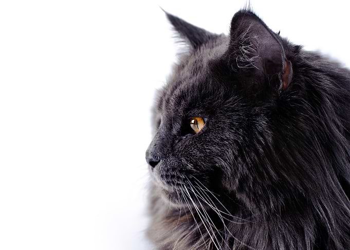 Black Maine Coon cat