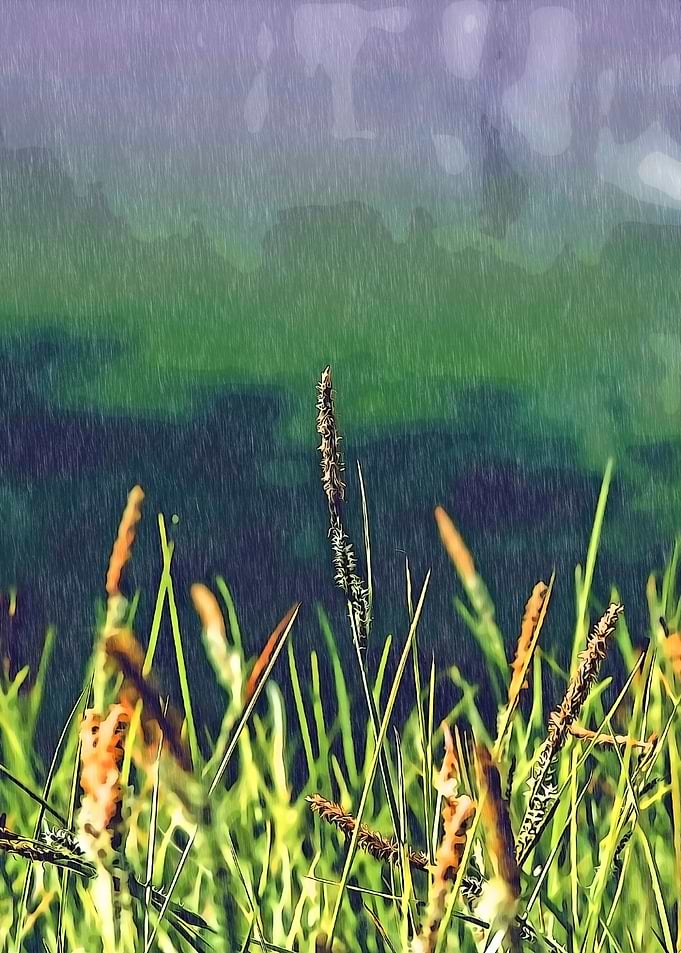 grass and rain