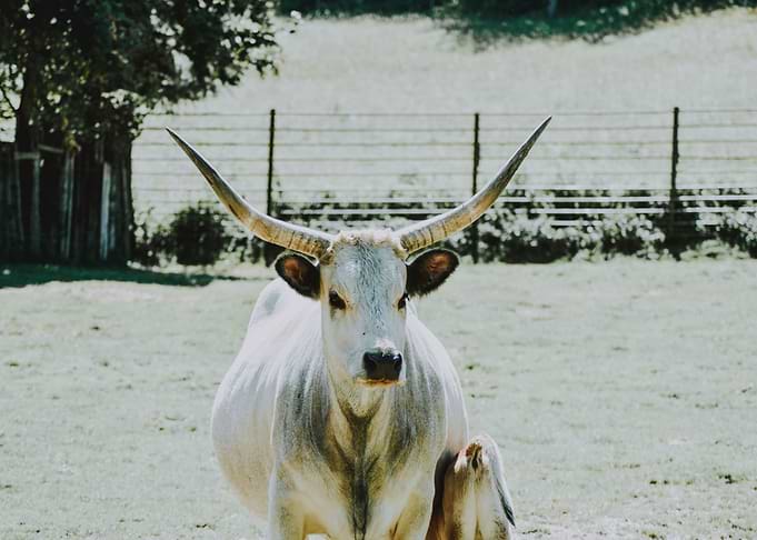 white big horn buffalo