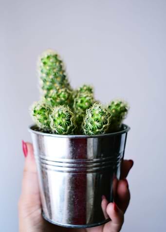 Succulents and cactii 3