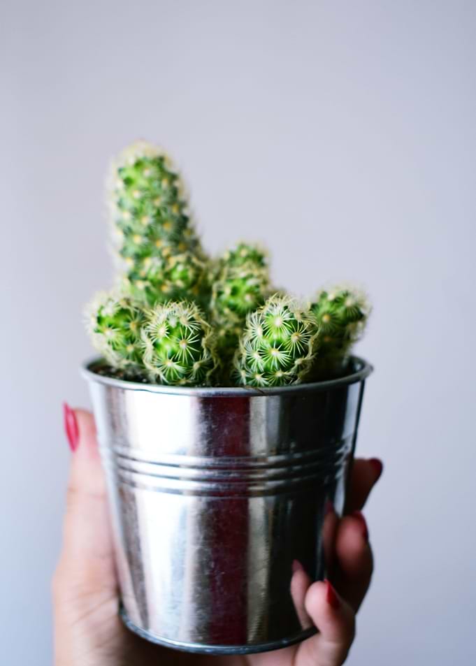 Succulents and cactii 3