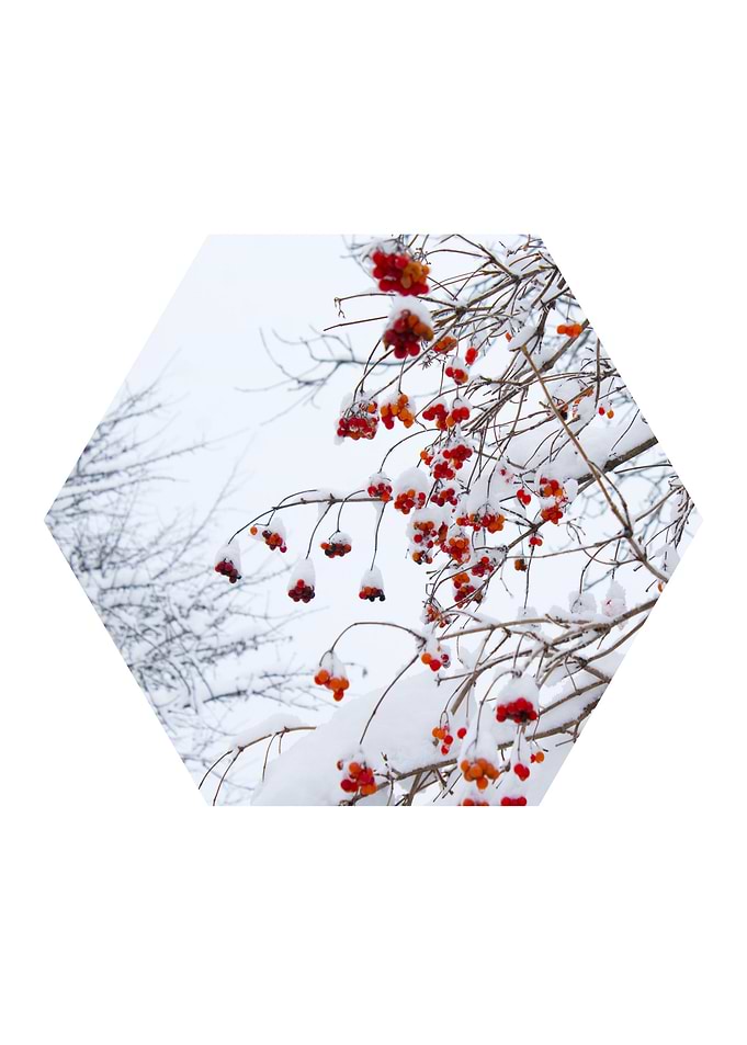 Orange Fruits On Snow