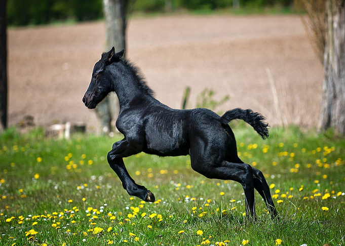 leaves black horse