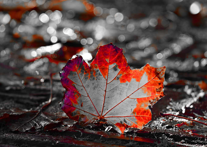 Maple Leaf ck
