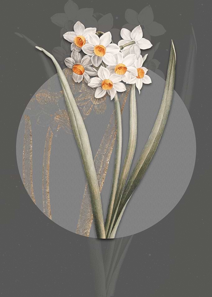 Narcissus Easter Flower