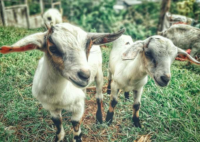 white goat