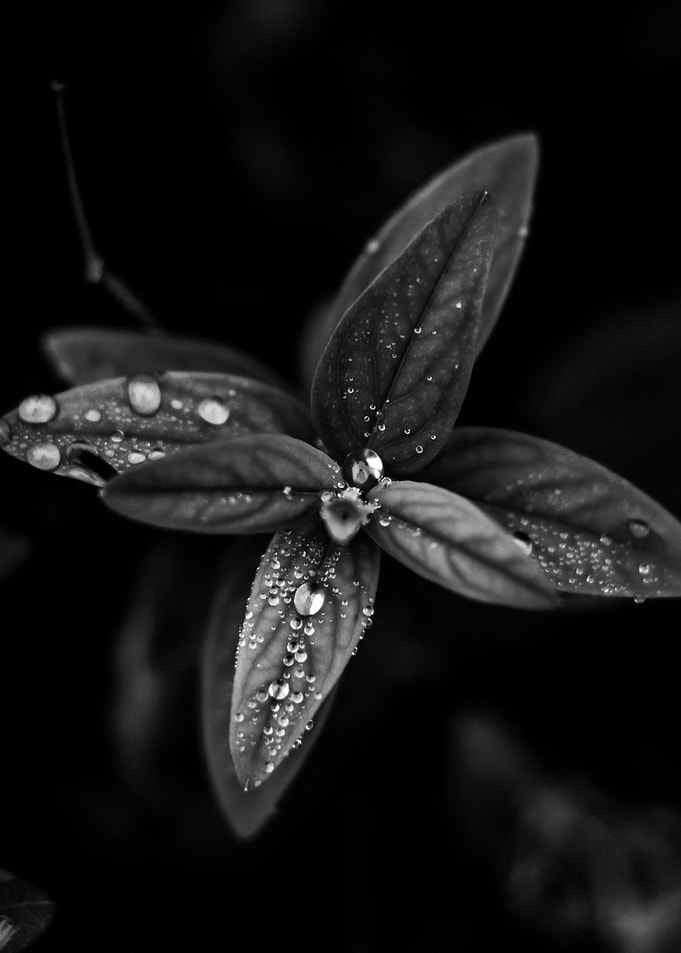 Monochromatic Raindrops