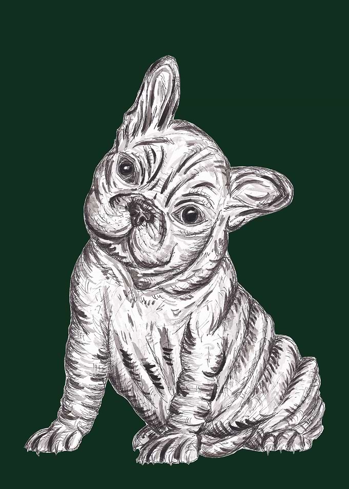 French Bulldog