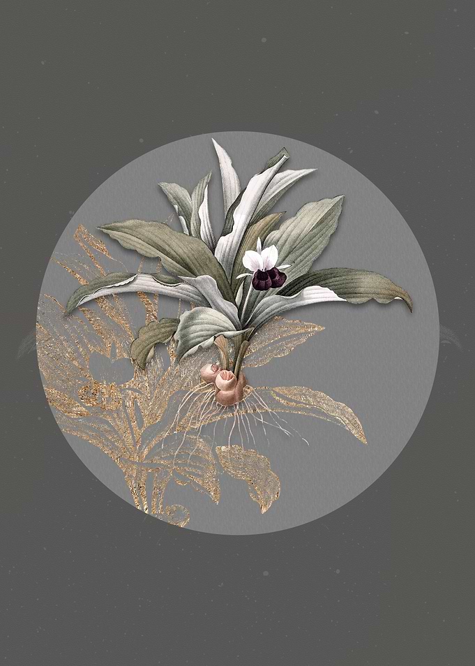 Kaempferia Angustifolia