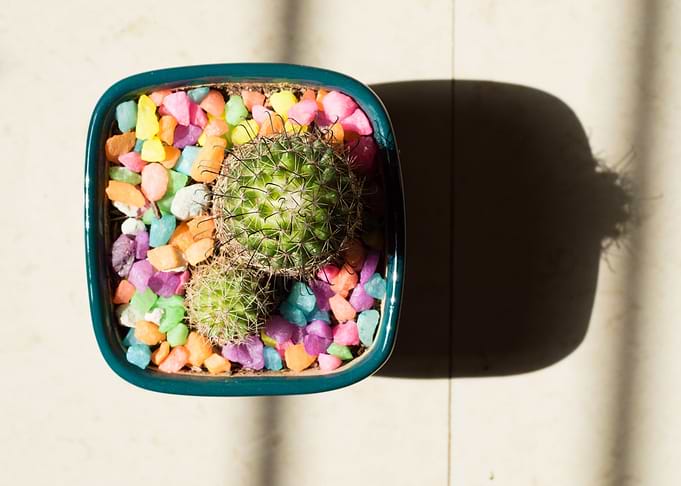 Succulents and cactii 5