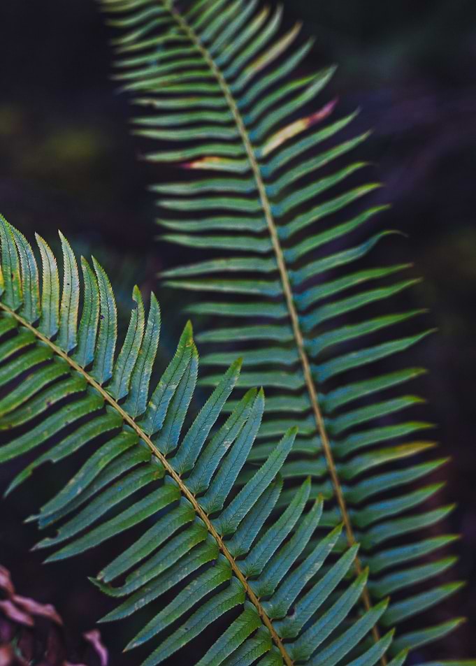 Fern