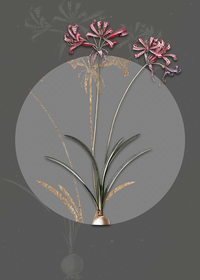 Vintage Nerine Flowers