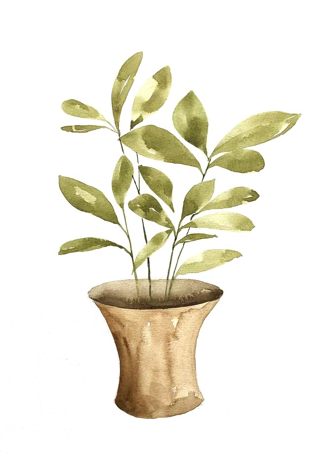 Botanical