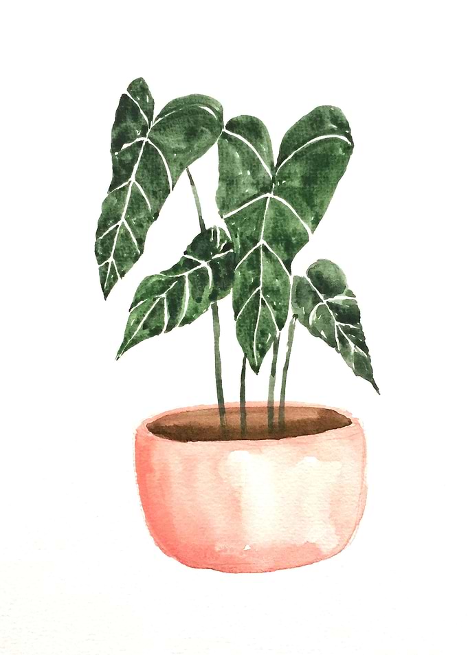 Botanical