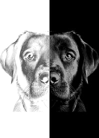 Black Lab