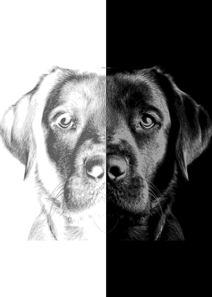 Black Lab