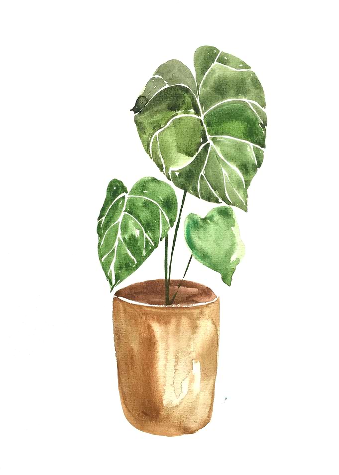 Botanical
