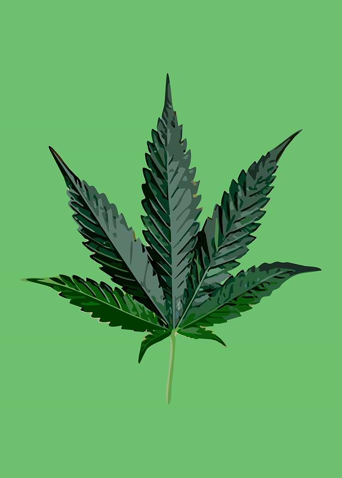 Cannabis