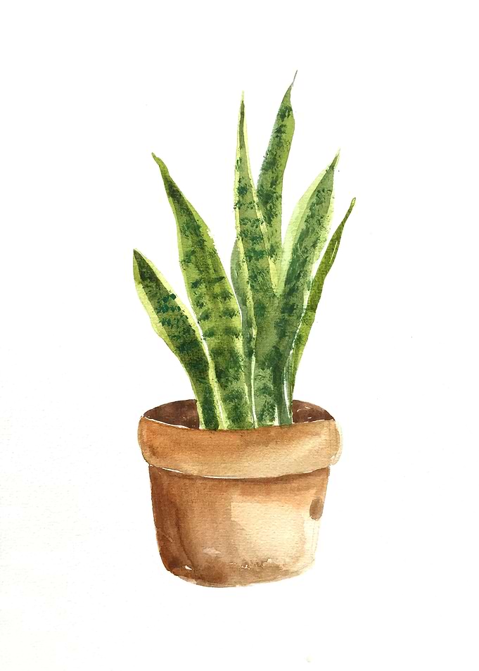 Botanical