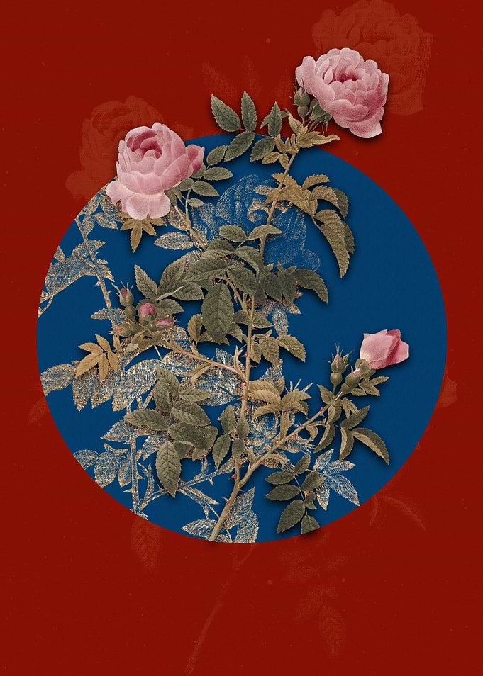 Rose of the Hedges Flower
