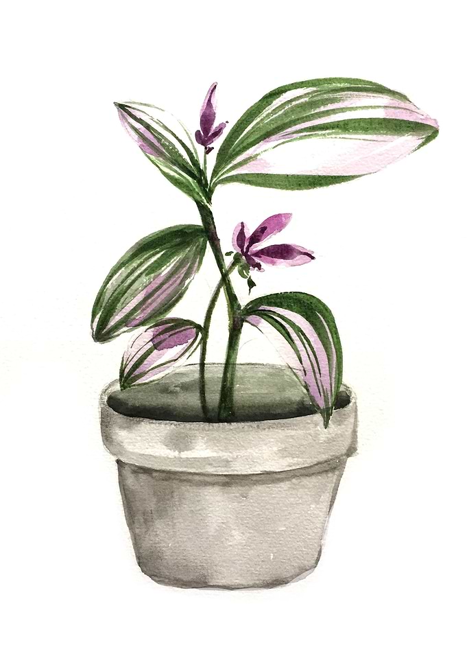 Botanical