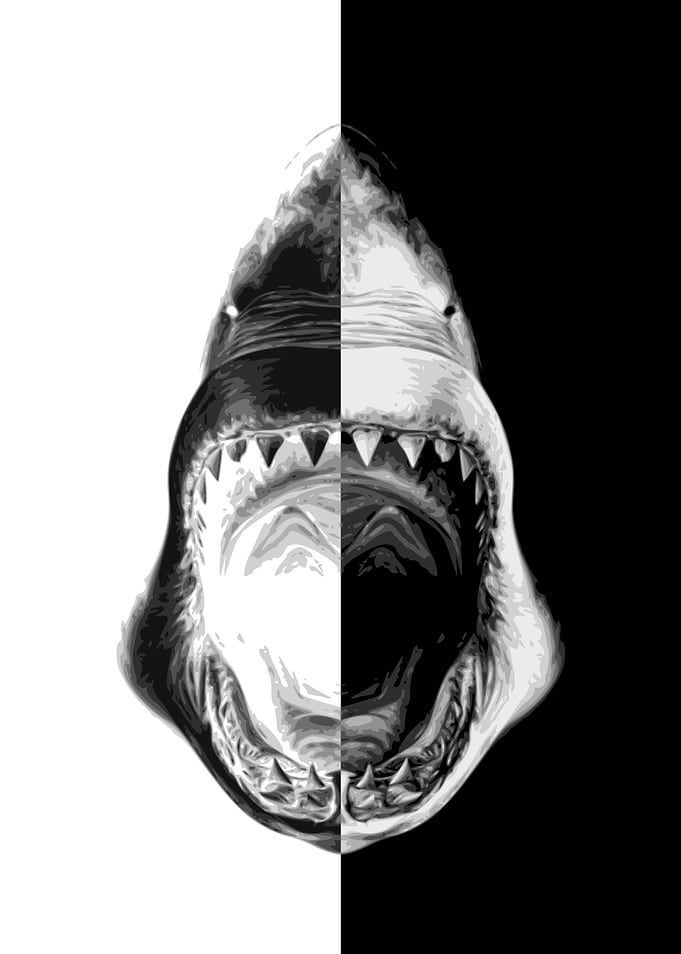 Great White Shark