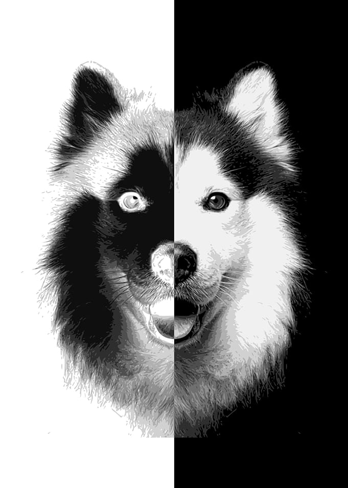 Siberian Husky