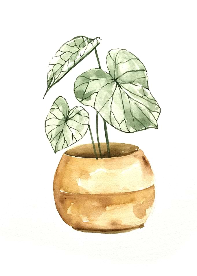Botanical