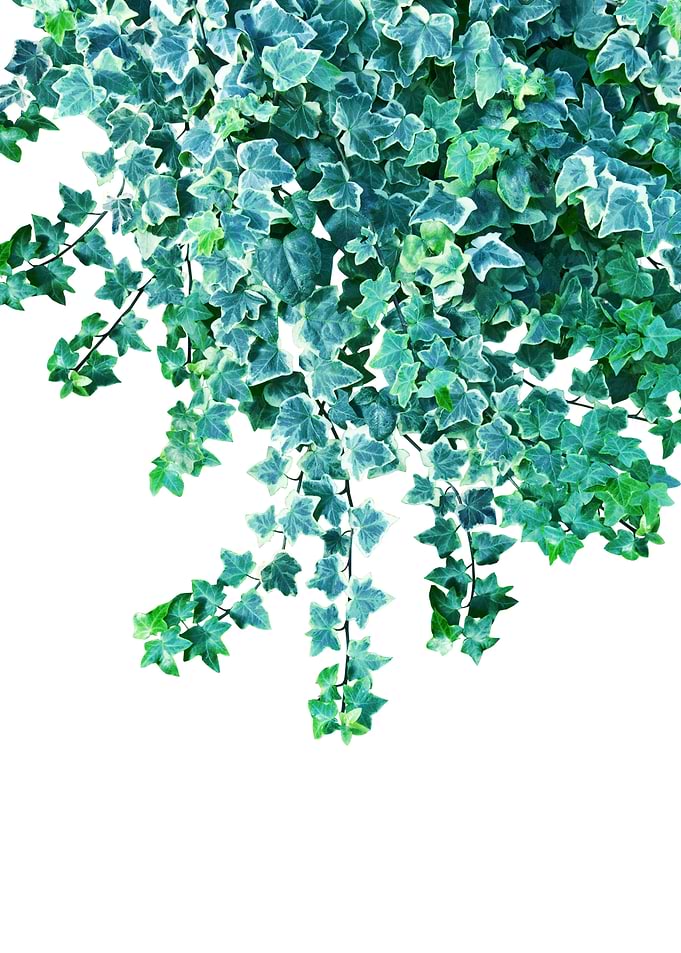 Ivy Delight 4