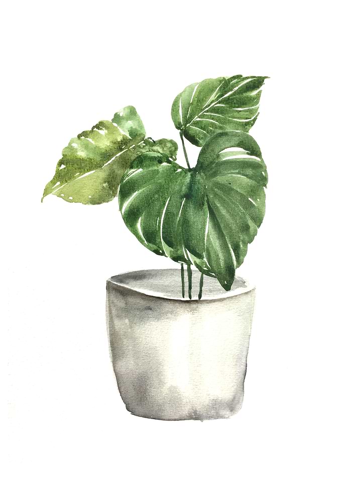 Botanical