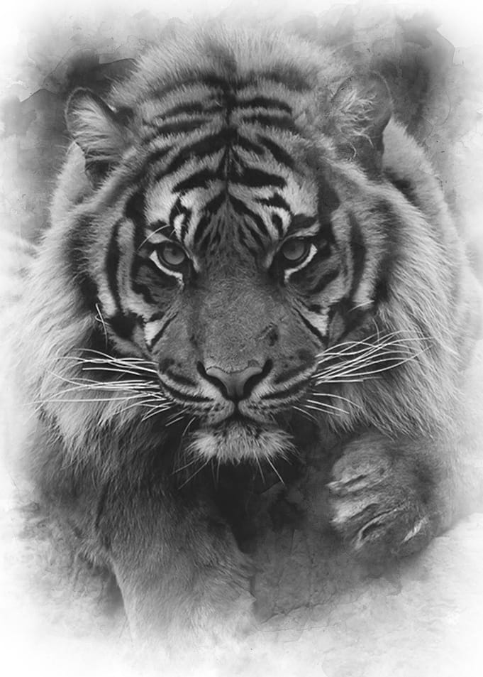 Tiger poster