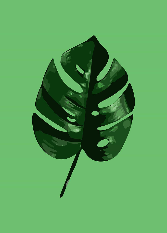 Monstera 3