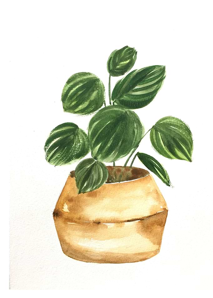Botanical