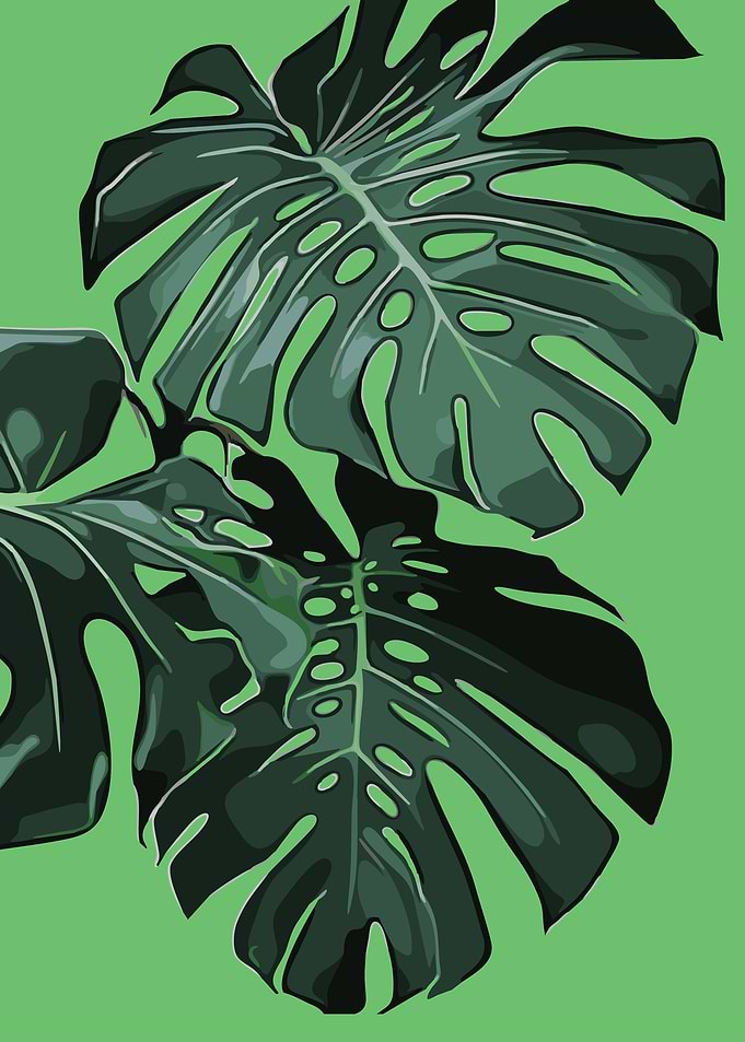 Monstera 4