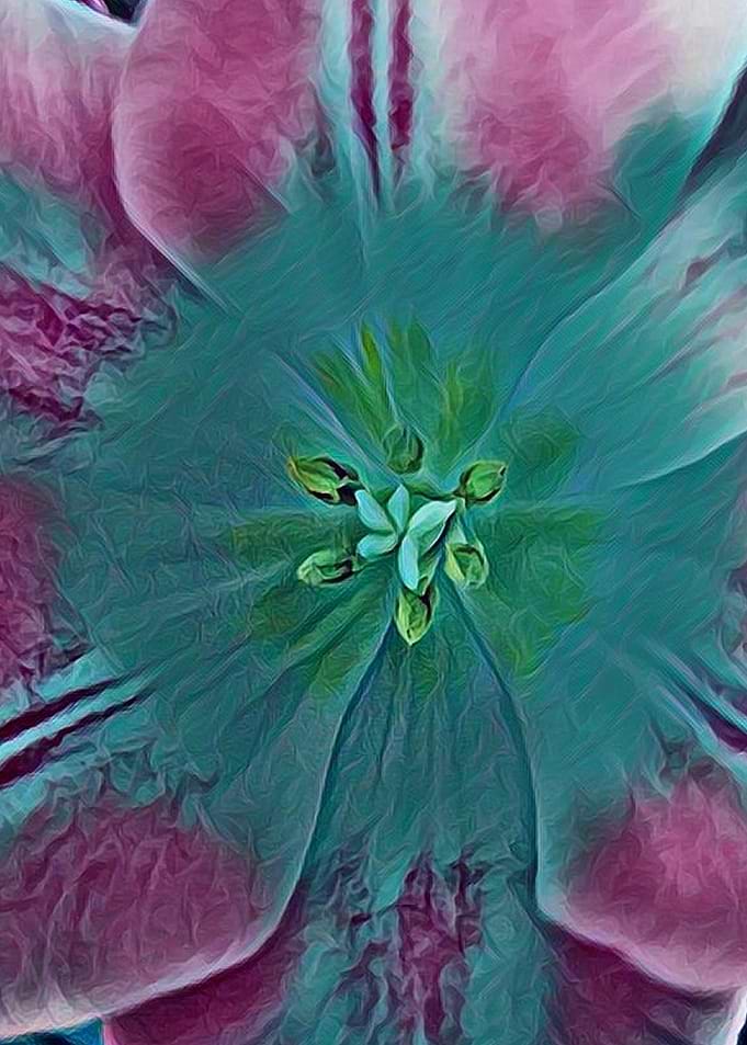tulip