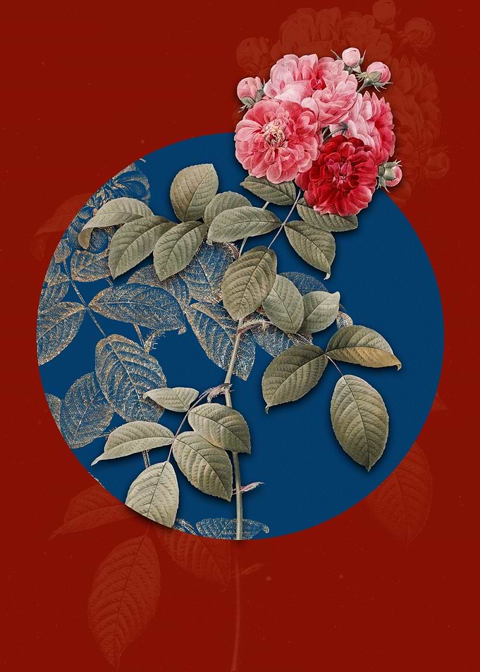 Seven Sisters Roses Flower
