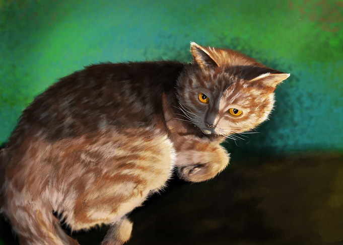 Ginger kitty