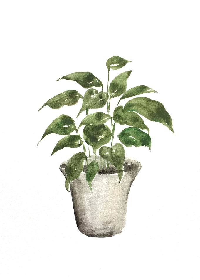 Botanical