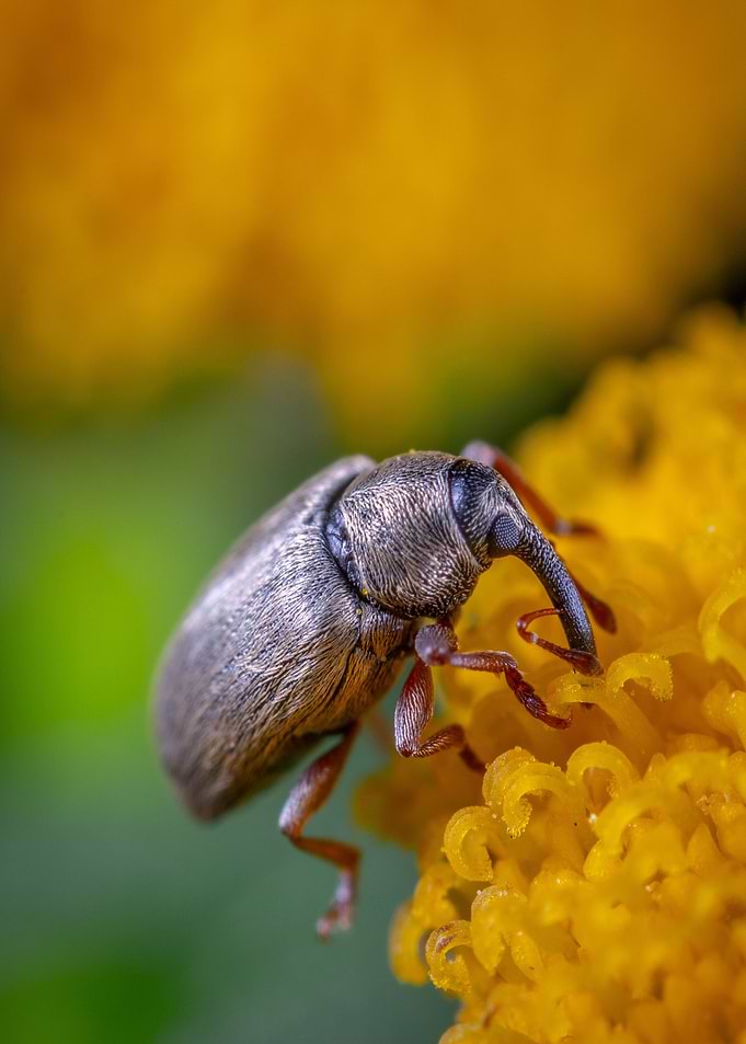 beetle brown