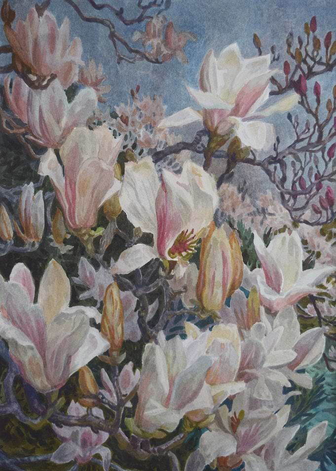 Pink magnolias Spring