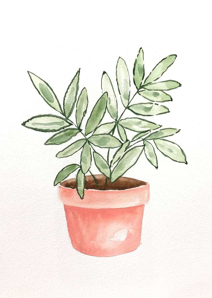 Botanical