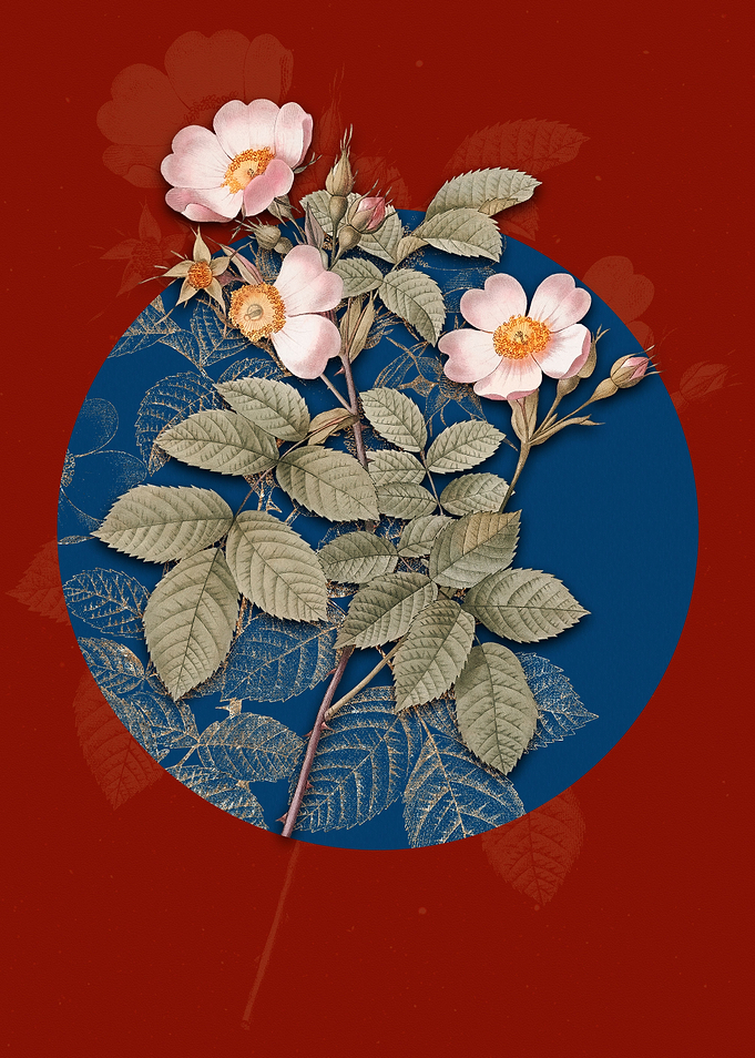 Short Styled Field Rose
