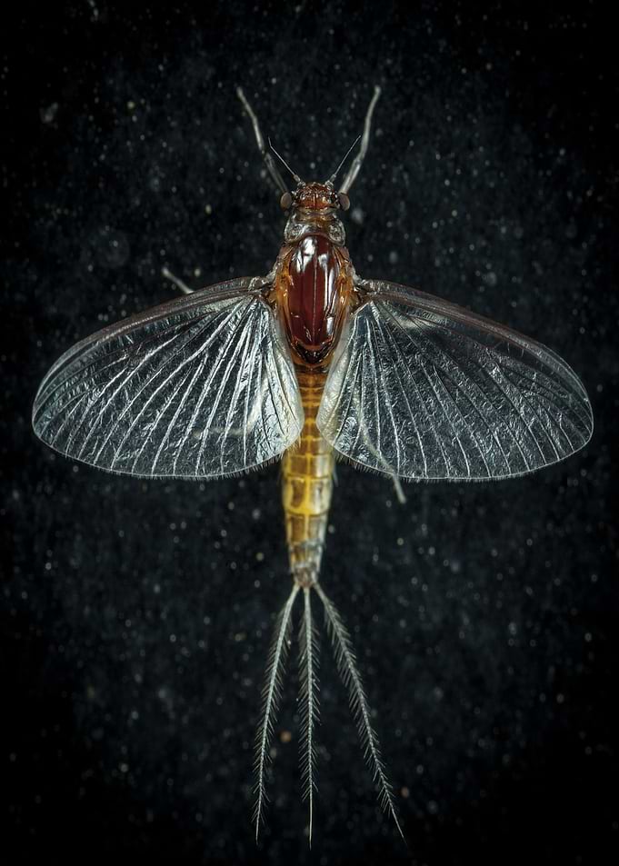 mayfly brown