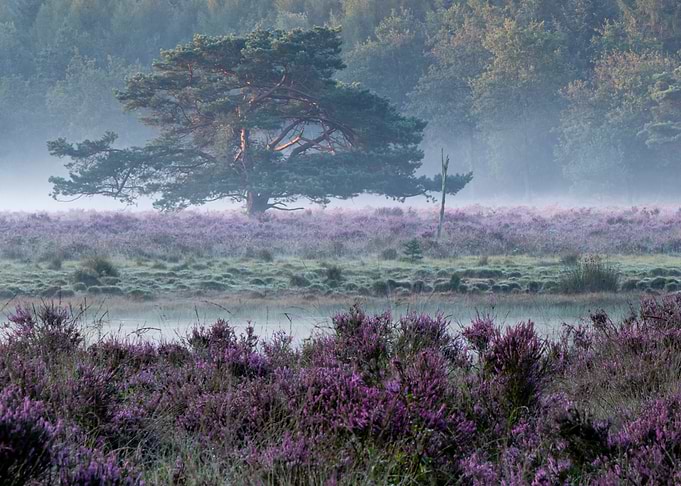 Heath and morning fog