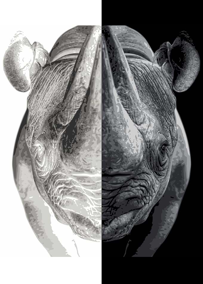 Rhino