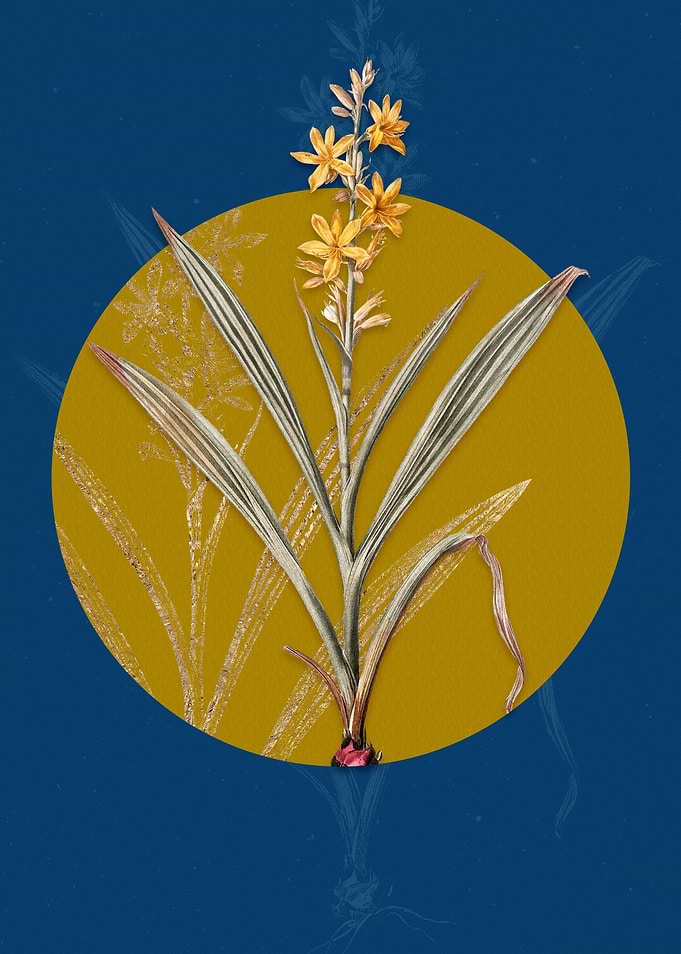 Wachendorfia Thyrsiflora