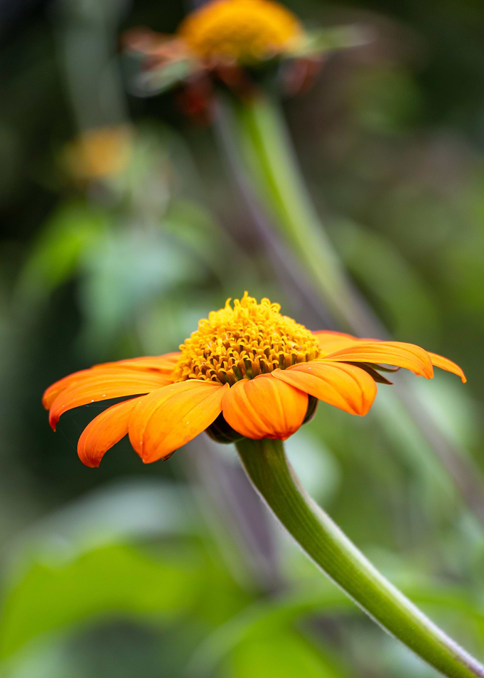 Yellow Coneflower